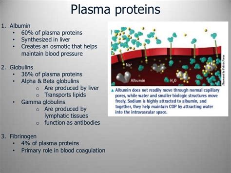Section 2 Chapter 14 Blood Plasma