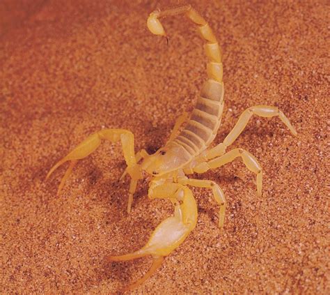 Deathstalker Scorpion Bug Control Insect Control Pest Control Palm