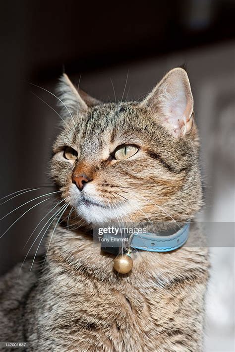 Male Tabby Cat High Res Stock Photo Getty Images