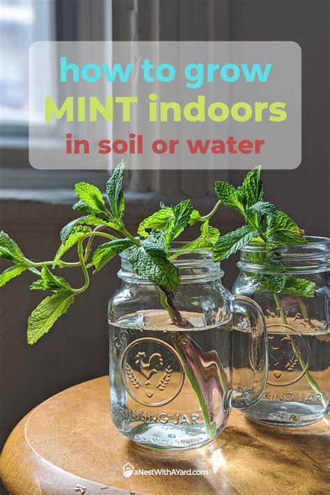 How To Grow Mint Indoors In Soil Or Water Growing Mint Indoors