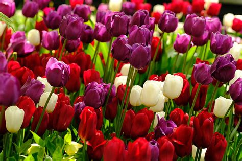 Tulips Flowers Plants Colorful Hd Wallpaper Peakpx