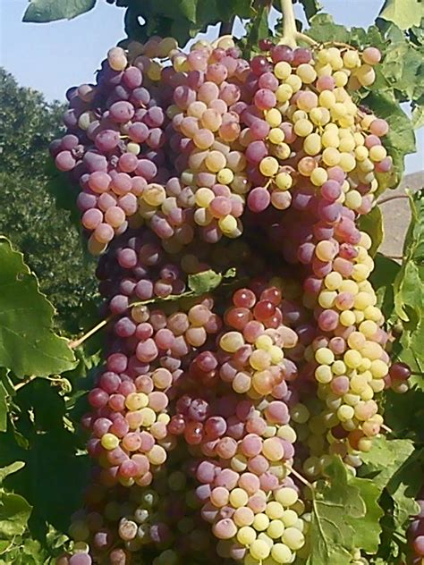 Grapes can be eaten raw, or used for making wine, juice, and jelly/jam. Grape - Wikipedia