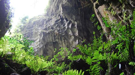 New Research Reveals Plant Wonderland Inside Chinas Caves