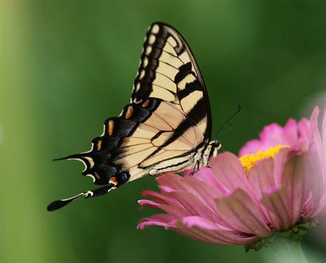 Tiger Swallowtail Butterfly Papilio Glaucas J Darrel Martin Flickr