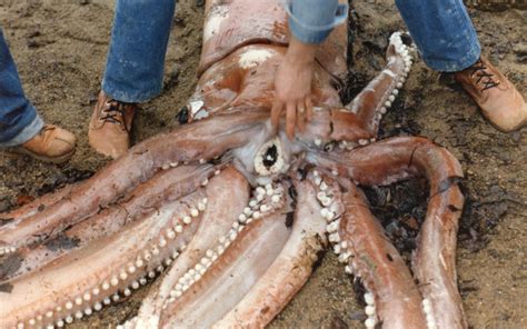 giant squid - Animals Time