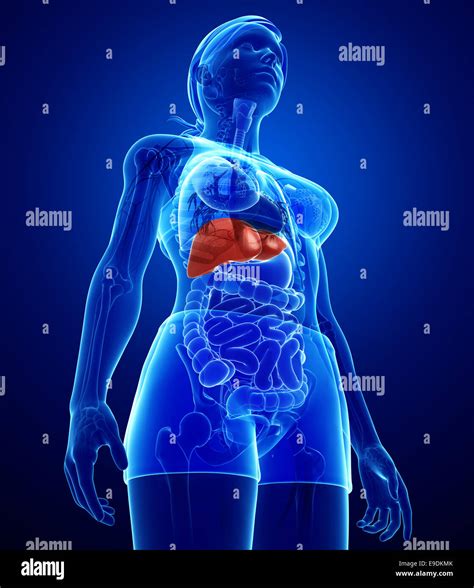 Illustration Of Female Liver Anatomy Stock Photo Alamy