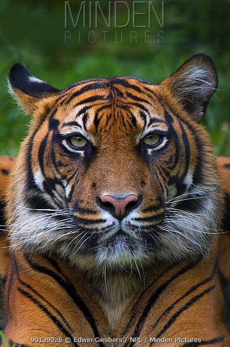 Sumatran Tiger Stock Photo Minden Pictures