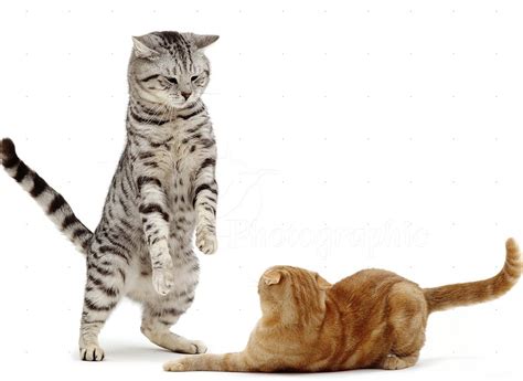 Social Dominance Increases Testosterone - Rogue Health and Fitness