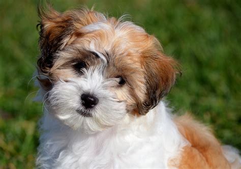Browse the largest, most trusted source of teddy bear puppies for sale. Teddy Bear Dog Breeds - The Pups That Look Like Cuddly Toys!