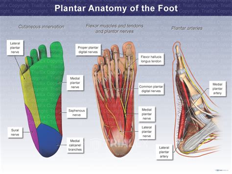 Plantar Muscles Foot Anatomy Mri Hot Sex Picture