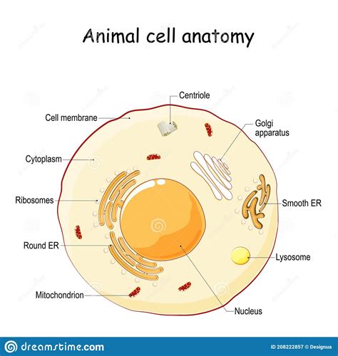 Anatomia Delle Cellule Animali Illustrazione Vettoriale Illustrazione
