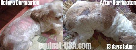 Pin On Itchy Dogs With Red Sore Skin And Hair Loss Get Relief With