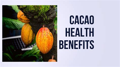 Cacao Health Benefits Youtube