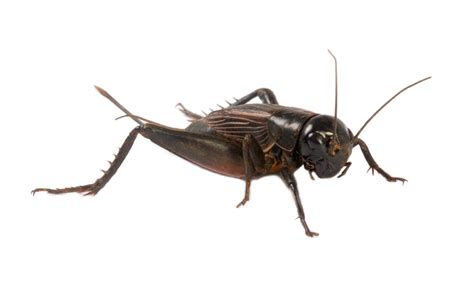 House Cricket Information How To Get Rid Of Crickets