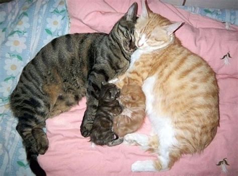 22 Adorable Pictures Of Mother Cats And Their Kittens We Love Cats
