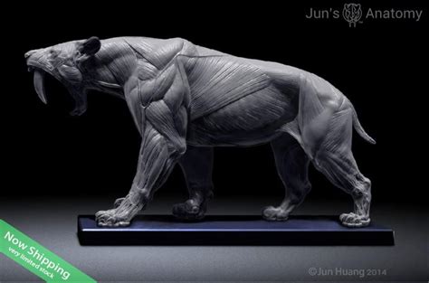 Smilodon Populator "Saber-tooth Cat" Anatomy model 1/6th scale - flesh