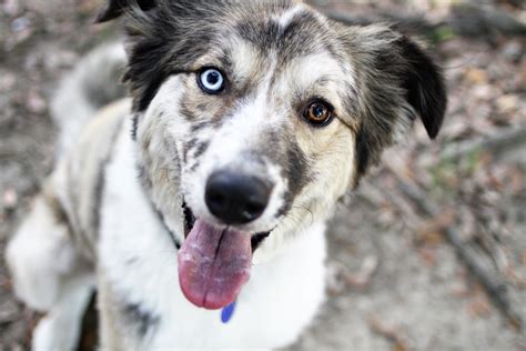 Dogs with blue eyes fascinate us with their cool, icy stares that seem to look into and beyond our souls. Happy Tails: Kiwi - Daily Dog TagDaily Dog Tag