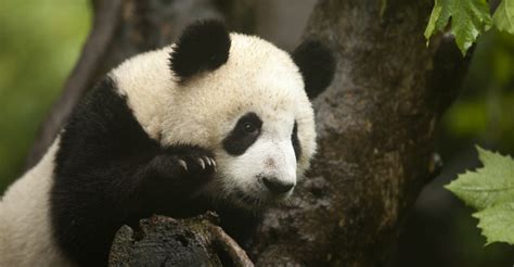 Panda Bear Tour Videos China Natural Habitat Adventures
