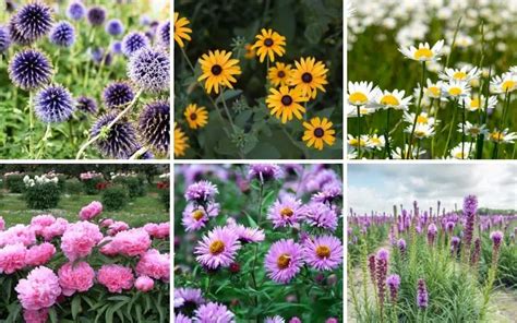 12 Perfect Massachusetts Perennials Plus Grow Tips Garden Lovers Club