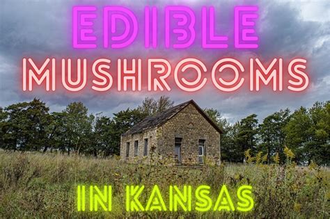 Discovering Edible Mushrooms In Kansas A Guide For Nature Lovers