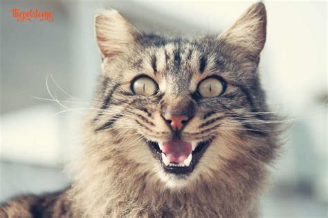 What Does It Mean When A Cat Opens Its Mouth At You 6 Reasons