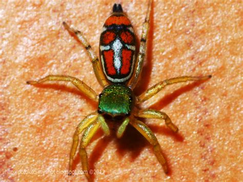 Colorful Jumping Spider Cosmophasis Sp