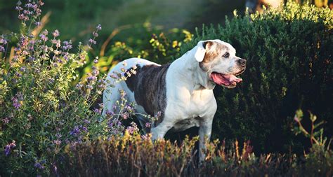 American Bulldog Dog Breed Facts Temperament And Care Info