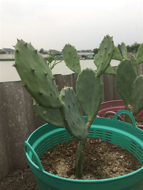 Often adorned with the red/purple fruits atop the pears and for brief periods, beautiful flowers step 6: Nopal Prickly Pear Cactus-Edible Cactus-Opuntia Stricta 15
