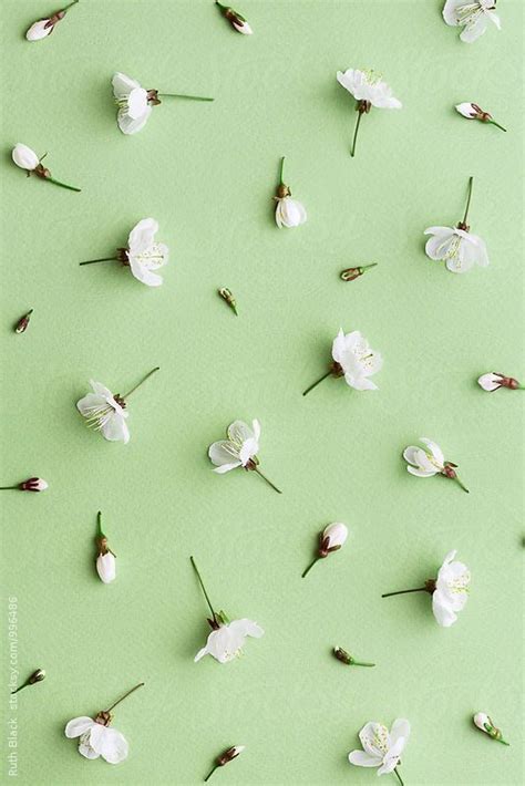 Mint Green Aesthetic Wallpapers To Style Your Iphone