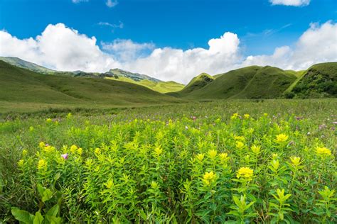 How To Get To Dzukou Valley From Nagaland India Yellow Flowers