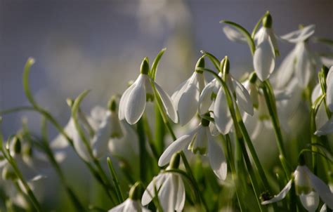 20 Intriguing Facts About Snowdrop