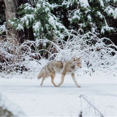 Urban Coyotes And Strathcona Strathcona Community League