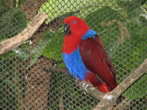 Eclectus Parrot Female Adelaide Zoo Trevors Birding
