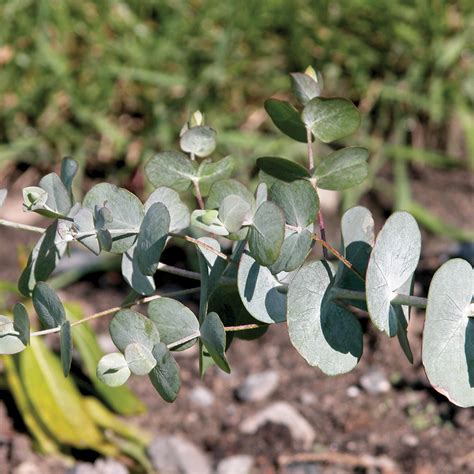 Eucalyptus ‘silver Drop Fiches De Plante Jardinage Et Extérieur