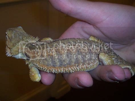 Beardie Health Check And Sexing Please Reptile Forums
