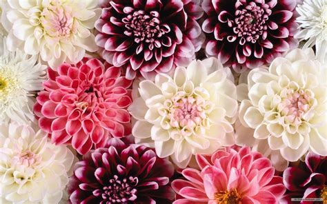 Best hd wallpapers of flowers, desktop backgrounds for pc & mac, laptop, tablet, mobile phone. Flower Wallpaper For Desktop - We Need Fun
