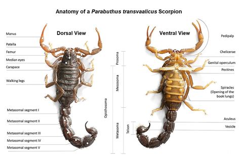 Scorpion Sting Wound