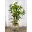 Tall Indoor Plants That Are Beautiful And Easy To Maintain  Gardenerdy