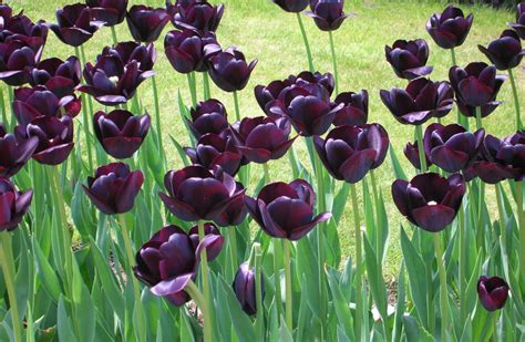 Keukenhof 3 Black Tulips By Nyeleti On Deviantart
