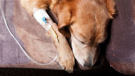 Make sure you manage your diabetes through your diet, exercise. Diabetic Ketoacidosis In Dogs: Symptoms, Causes ...