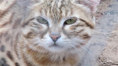 Black Footed Cat Male Youtube