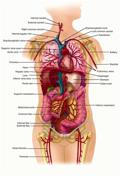 Vintage anatomy charts of the human body showing the skeletal and muscle systems. Human Body With Inner Body Organs | Body anatomy organs ...