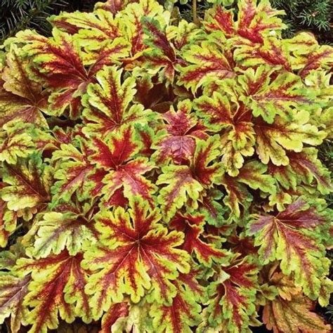 As opposed to annuals which astilbes are fabulous plants for shady, moist conditions. Gold Zebra Heucherella | Spring Hill Nursery | Heuchera ...