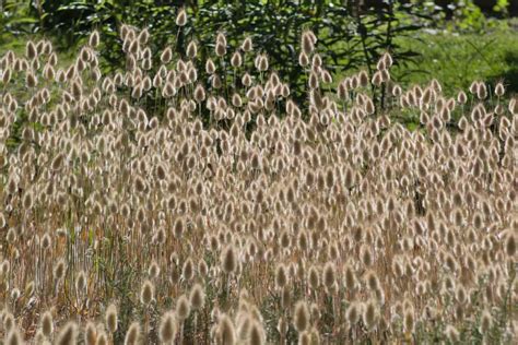 Bunny Tail Grass Swaying Tufts Of Rabbit Like Tails In The Wind