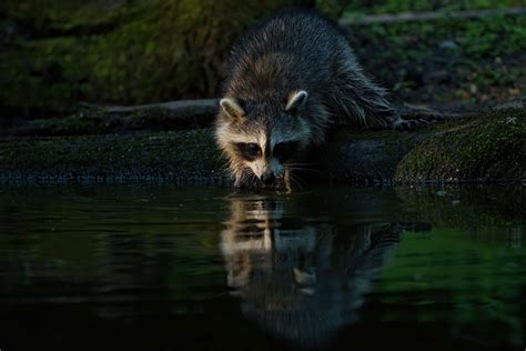 Animal Raccoon Hd Wallpaper