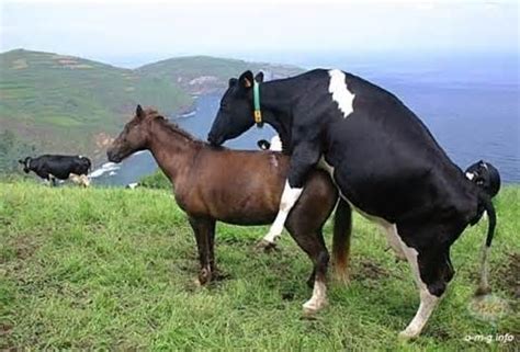 Kuda jantan kawin dengan keledai betina. Gambar gambar menarik dan lucu: Gambar Kuda Kawin