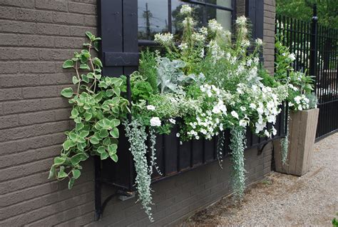 Container Planting Dirt Simple White Window Boxes Window Box Plants