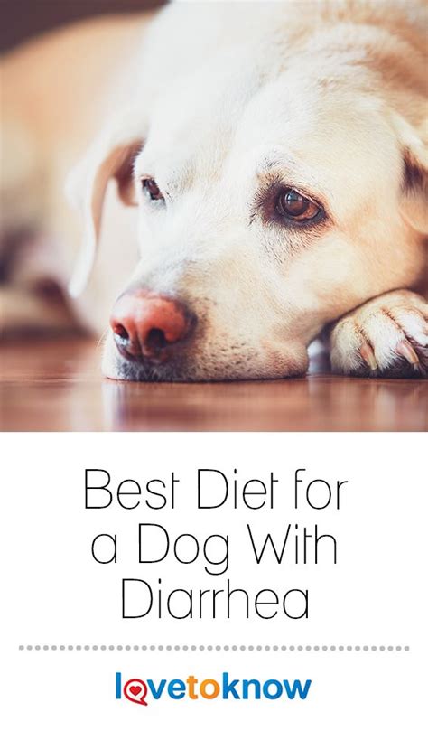 Best Diet For A Dog With Diarrhea Diarrhea In Dogs Dogs Sick Dog