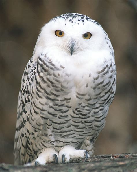 Snowy Owl Lincoln Park Zoo