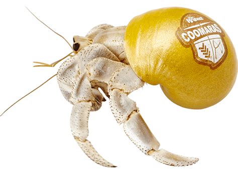 My Krabooz is Not moving - Is he Molting or has he passed ...